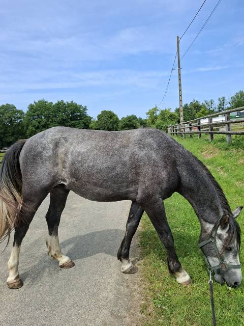 Hongre 3 ans pp welsh cob
