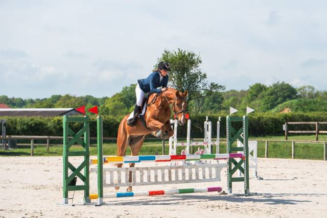 Cheval 4 ans potentiel CSO, Hunter, CCE
