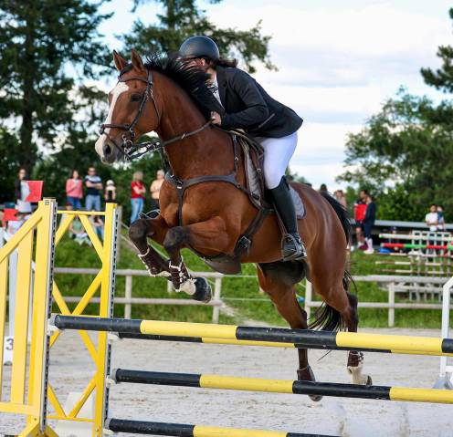 Hongre Selle Français 15 ans CCE-CSO