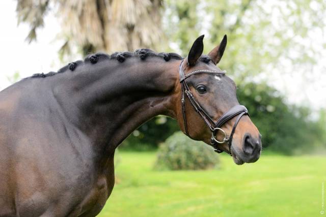 Magnifique jument furst jazz 7 ans dressage