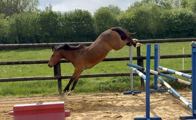 Jolie ponette PFS de 2 ans AV