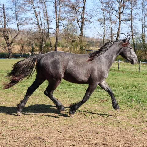 CHEVAL