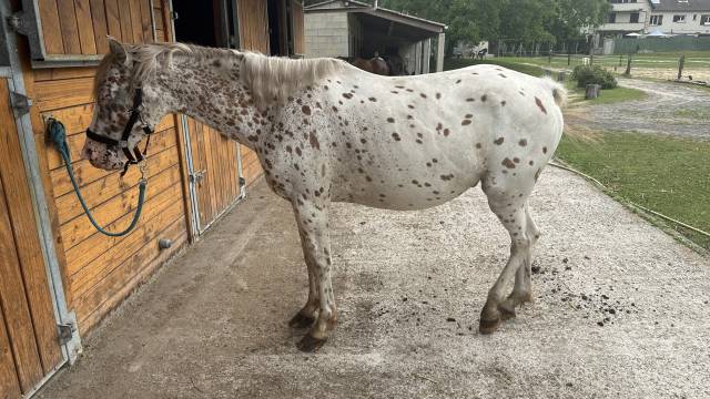 À vendre – Poney D Appaloosa polyvalent et fiable