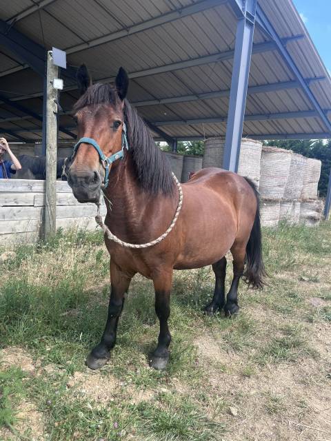 Ponette pour compagnie