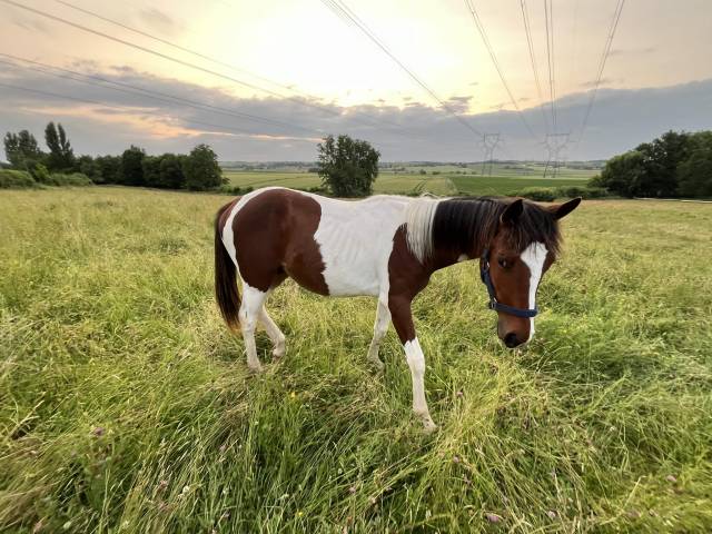 Poulain pie sport URGENT