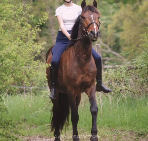 Petit cheval 