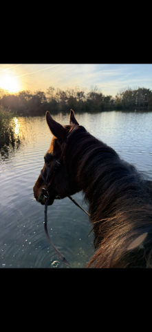 À vendre - Pur-Sang hongre de 4 ans