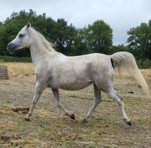 Jument gestante d'un PFS noir silver 