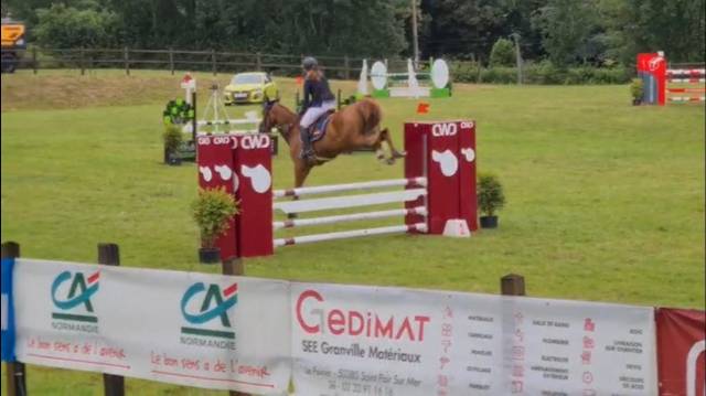 Cheval de 8ans KWPN