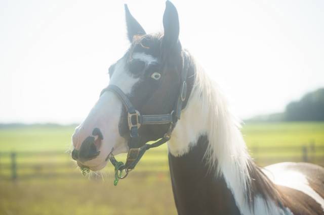 A vendre jeune cheval pie homozygote 4 ans