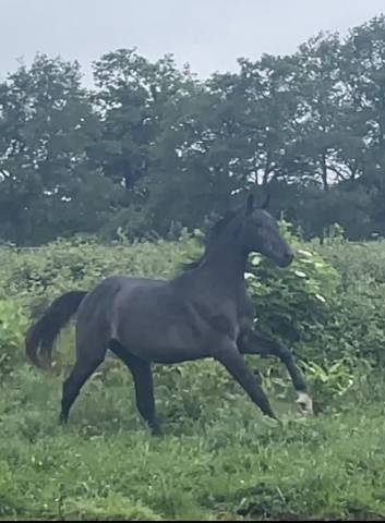 3 ans mâle CCE
