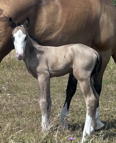 POULAIN AQHA BUCKSKIN YEUX BLEUS