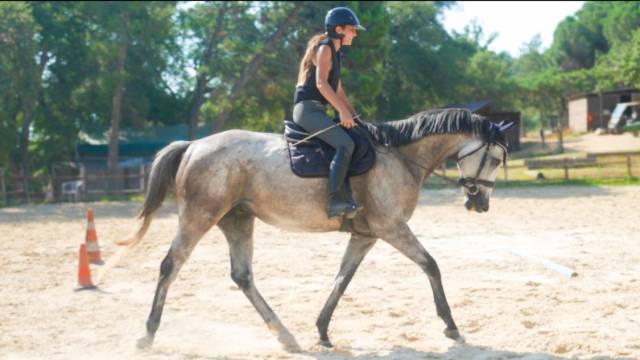 Cheval à vendre