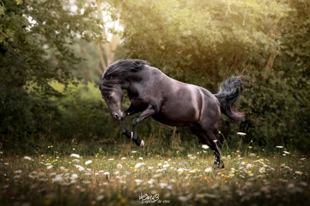Ponette Dartmoor 14 ans suitée