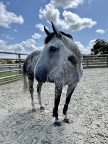 Cheval loisir 