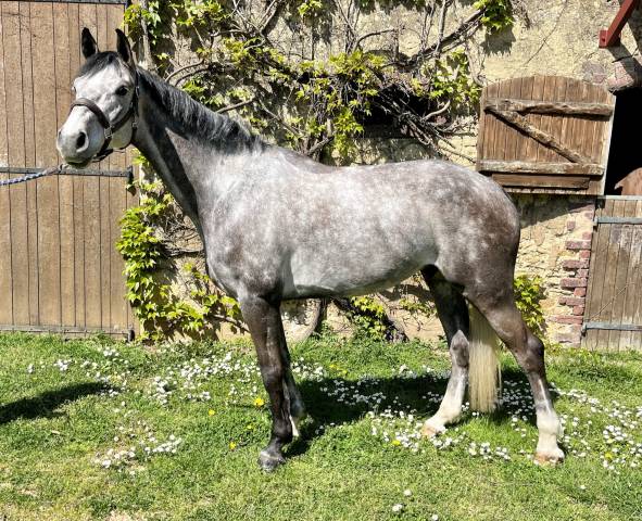 6 ans top amateur 