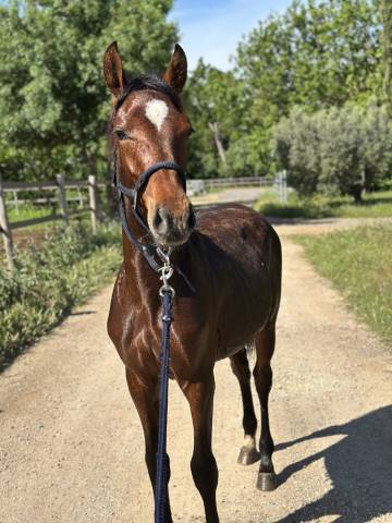Poulain à vendre