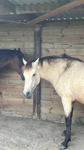 poney à confier