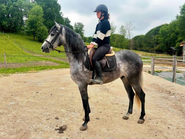 Cheval PRE 
