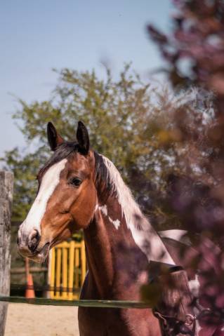 Cheval pie à vendre