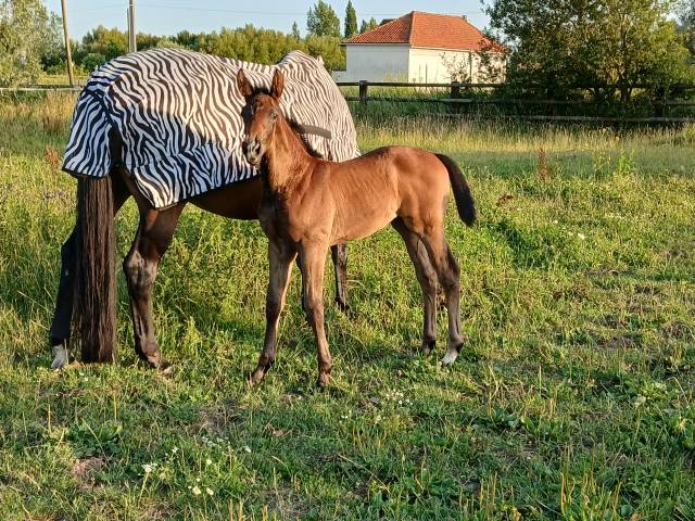 Zirocco blue x taloubet z