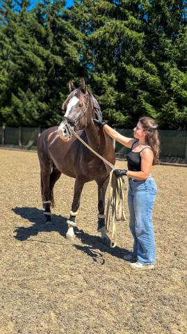 Hongre AES Anglo-European Studbook 5 ans (KWPN x PSL)