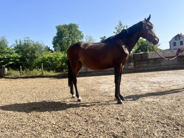 Ponette onc 