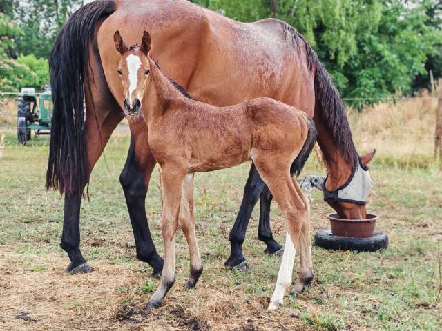 Pouliche selle français Conte Bellini x Canturo