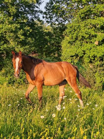 Yearling selle français conte bellini x canturo