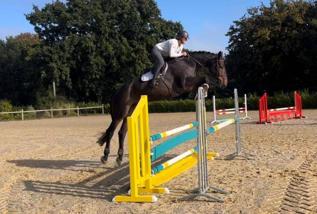 Super cheval de 5 ans par dominator 2000