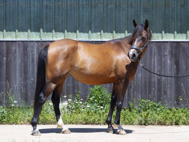 Ponette DSA de sport, 6 ans, 148 cm – Direct éleveur