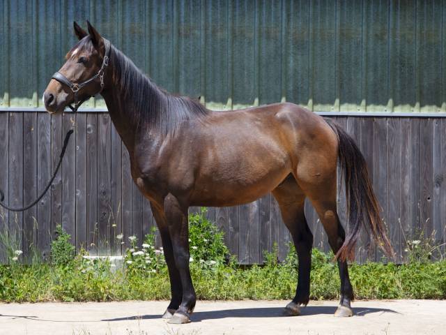 Lapero - AA - 4ans - Débourré