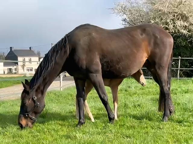 Poulinière + pouliche par Candy de Nantuel