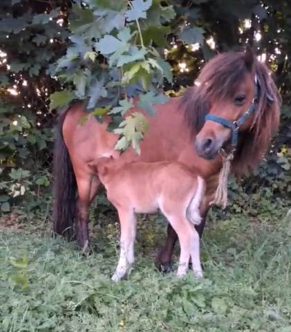 Ponette et son poulain
