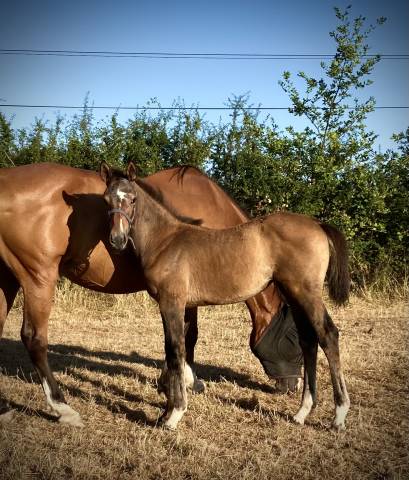 Belle foal Lecoultre de Muze x Cassini souche SF csio5*