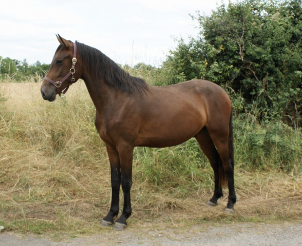 Jeune cheval prometteur - 2 ans