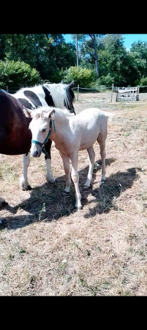 Pouliche de l'année palomino OC