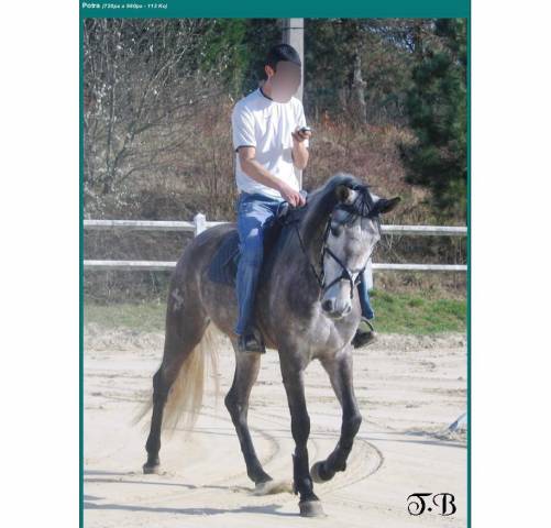 Sofien 36 ans recherche poste de palefrenier (logé)