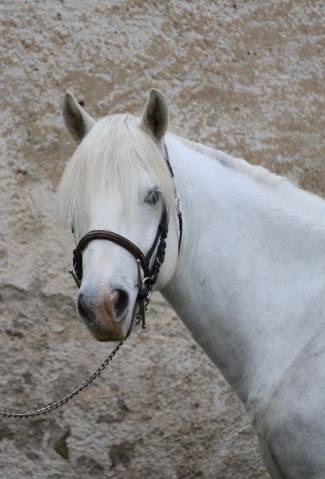 Hongre Camargue 6 ans