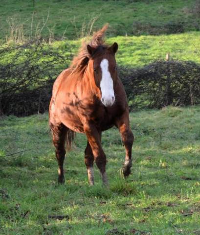 Quarter Horse entier 2023