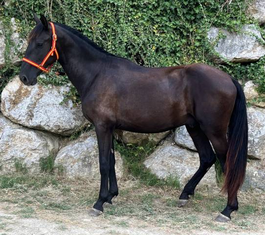 PRE Pure Race Espagnole Entier 2 ans