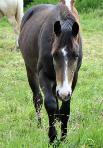 Quarter horse hongre 2023