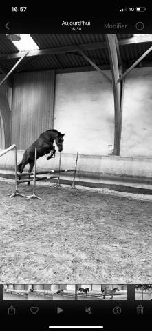 Poney E