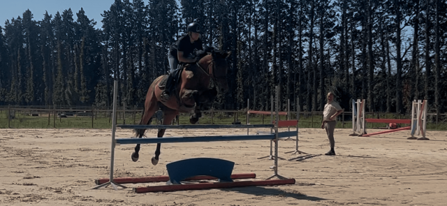 Hongre 4 ans CSO à vendre PACA