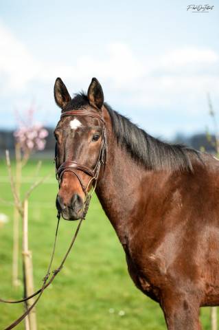 cheval hongre SF