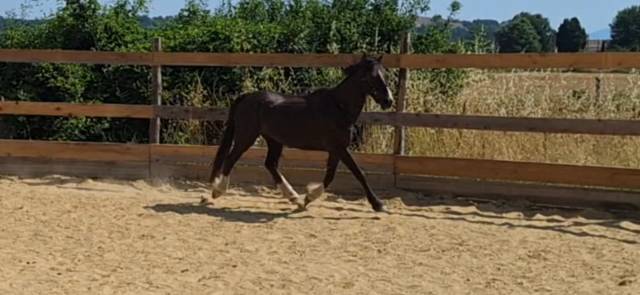 Poney welsh cob pp 6 ans