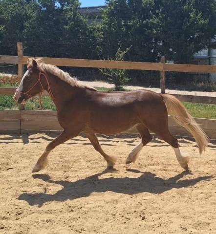Poney welsh pp 5 ans