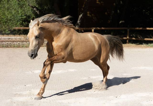 Pre - 5 ans - hongre - super caractere