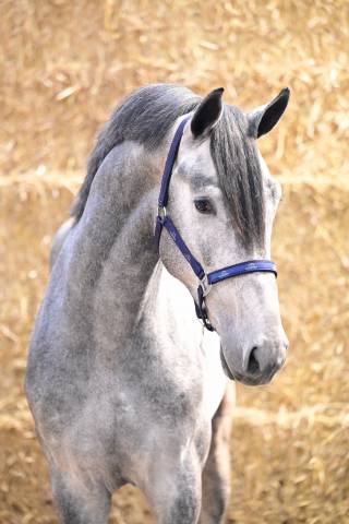 For joy, mâle 3 ans origines 5*