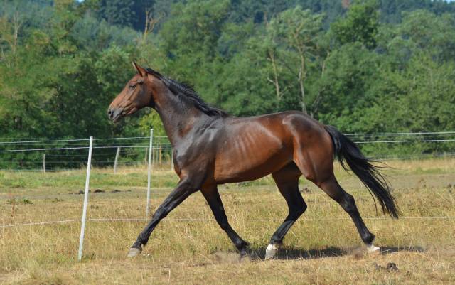 Jument Oldenbourg 4 ans